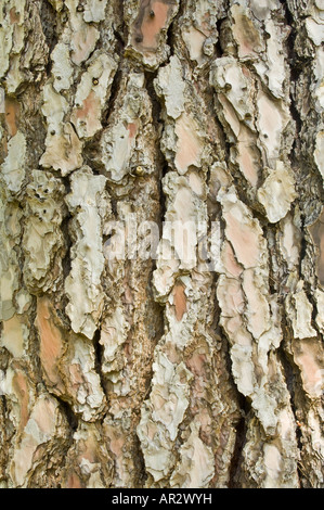 The Canary Island Pine (Pinus canariensis) close up of bark the vertical texture Stock Photo