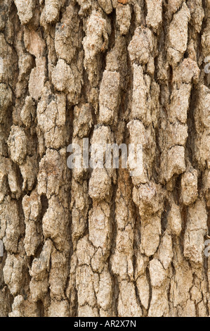 Marri (Corymbia calophylla) bark mature tree Kings Park Perth Western Australia September Stock Photo