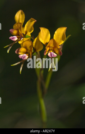 Pansy Orchid (Diuris magnifica) flowers Kings Park Perth Western Australia September Stock Photo
