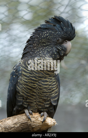 Red-tailed Black Cockatoo (Calyptoehynchus baksii) adult female perched on the branch captive Rehabilitation Centre Nannup Au Stock Photo