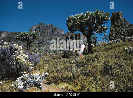 Walker with Tree Groundsel and everlasting Helicrysum flowers on Mount Elgon 14 178 ft Western Kenya East Africa Stock Photo