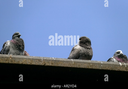 Three pigeons (Columba livia) resting on guttering on edge of roof Stock Photo