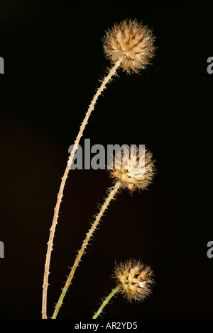 Small Teasel Flower heads of Small Teasel, Dipsacus pilosus, by River Stour, Dorset ...