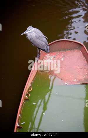 HOLLAND AMSTERDAM GREY HERON ARDEA CINEREA STANDING RESTING ON A SINKING ROWING BOAT IN A CANAL VIEWED FROM ABOVE Stock Photo