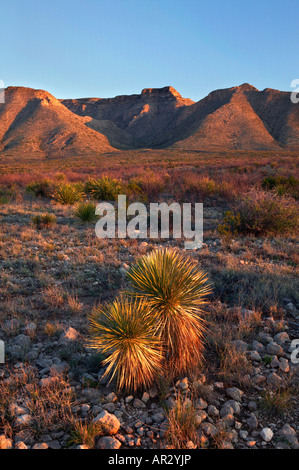 soaptree yucca and Guadalupe Mountains, Carlsbad Caverns National Park, New Mexico USA Stock Photo