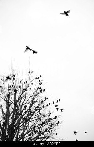 Starlings in flight Stock Photo