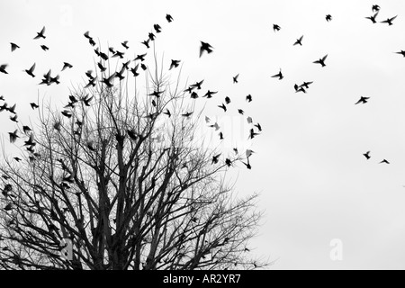 Starlings in flight Stock Photo
