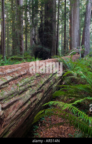 fallen redwood tree in Stout Grove, Jedediah Smith Redwoods State Park, California, United States Stock Photo