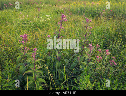 spotted joe-pye-weed (Eupatorium maculatum), Rowley Fen, Buchanan County, Iowa USA Stock Photo