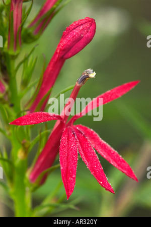 cardinal flower (Lobelia cardinalis), Swamp White Oak Preserve, The Nature Conservancy, Iowa USA Stock Photo