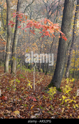 red oak sapling (Quercus rubra) in deciduous forest, Beaver Creek Valley State Park, Minnesota USA Stock Photo