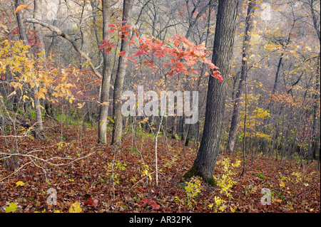 red oak sapling (Quercus rubra)in deciduous forest, Beaver Creek Valley State Park, Minnesota USA Stock Photo