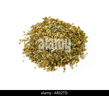 COMMON NAME Yarrow LATIN NAME Achillea millefolium compositae Stock Photo