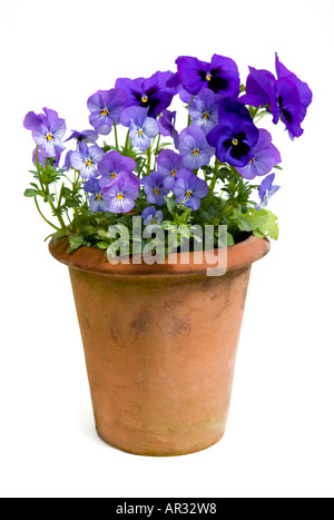 Common name: Pansy Latin name: Viola Stock Photo