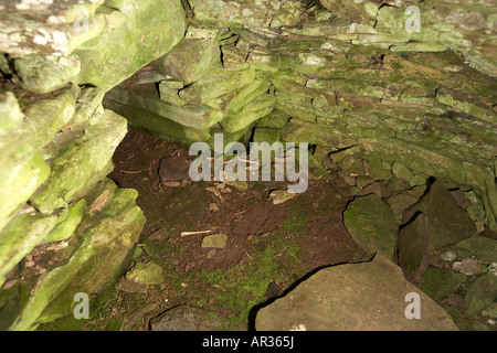 The Hillocks of the Graand chambered cairn at the south end of Egilsay Orkney Scotland UK Stock Photo