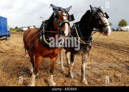 two shire horses at a ploughing match in wiltshire Stock Photo