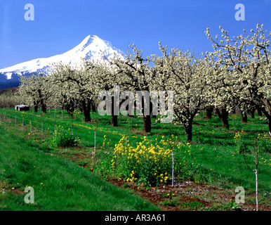 Snow covered Mount Hood looks down on the blooming apple orchards and grassy meadows of the Hood River Valley in Oregon Stock Photo