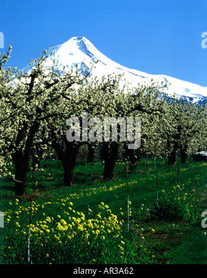 Snow covered Mount Hood looks down on the blooming apple orchards and grassy meadows of the Hood River Valley in Oregon Stock Photo