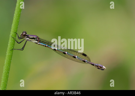 Azure dragonfly coenagrion puella New Zealand Stock Photo