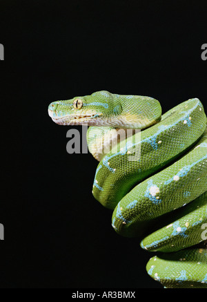 Green tree python Stock Photo