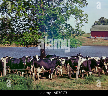 cows graze in pasture on Wisconsin USA dairy farm Stock Photo