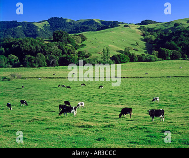 cows graze in pasture on Wisconsin USA dairy farm Stock Photo