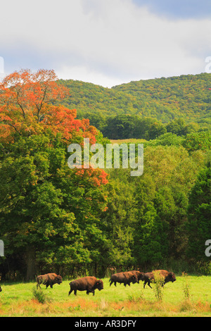 Buffalo Farm, Paint Bank, Virginia, USA Stock Photo