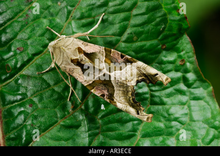 Angle Shades Phologophora meticulosa at rest on leaf potton bedfordshire Stock Photo