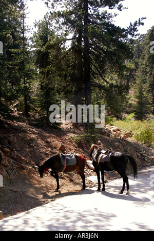 HORSES WAIT FOR THEIR RIDERS IN THE TROODOS MOUNTAINS. CYPRUS. Stock Photo