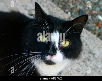 Portrait of a black and white cat. Stock Photo