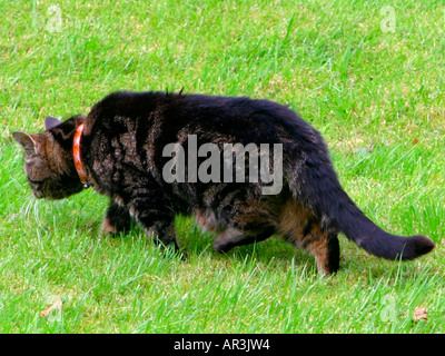 Tabby cat prowling in the grass. Stock Photo