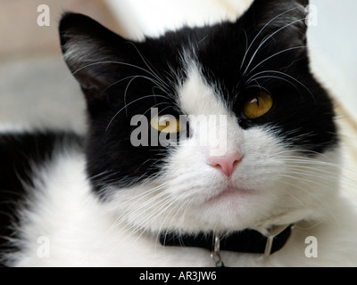 Portrait of a Black and White Cat starring into the camera Stock Photo ...