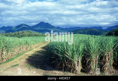 Sugar Cane crop growing in North Queensland Australia Stock Photo - Alamy