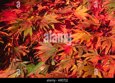 The red leaves of Japanese maple in autumn at Westonbirt Arboretum Gloucestershire Stock Photo