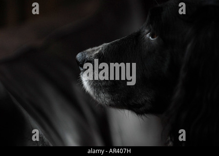 Photographer Howard Barlow SPRINGER SPANIEL NOSE Stock Photo