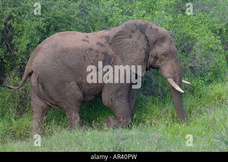 African elephants are herbivorous and have thick skin which keeps them cool Both males and females have tusks Stock Photo