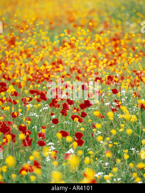 Spring wildflowers Majorca Spain Stock Photo