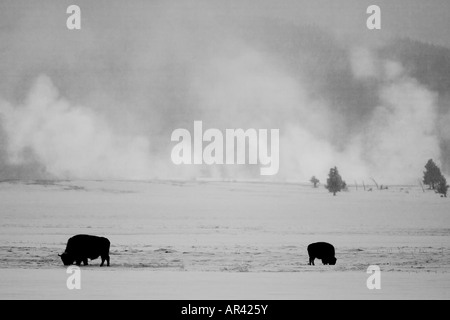 Yellowstone National Park Bison herd along Madison River digging in winter snow to eat grass with steam mist rising background Stock Photo