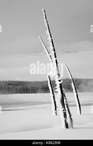 Yellowstone National Park in winter snow with hoar frost covered dead trees at Midway Geyser Basin Stock Photo