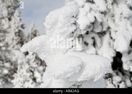 Yellowstone National Park in winter snow frost covered trees at Midway Geyser Basin Stock Photo