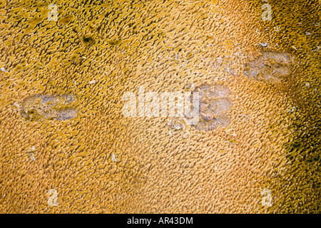 Yellowstone National Park in winter Bison hoof print in hot pool algae mat at Castle Geyser Stock Photo