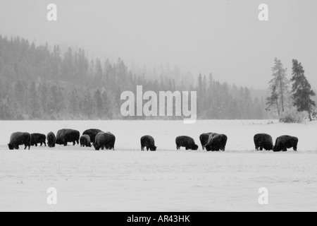 Yellowstone National Park Bison herd along Madison River digging in winter snow to eat grass with steam mist rising background Stock Photo