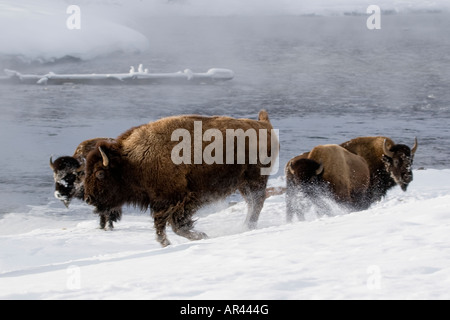 Yellowstone National Park running Bison in winter snow to eat grass Stock Photo