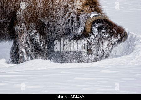 Yellowstone National Park Bison digging in winter snow to eat grass Stock Photo