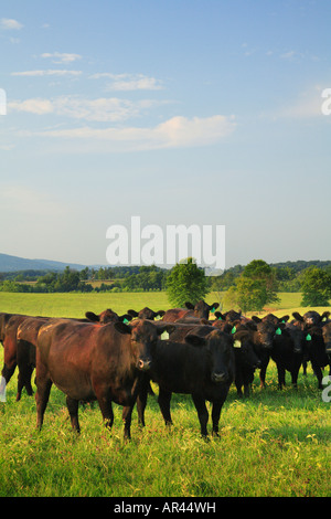 Angus Cows, Upperville, Virginia, USA Stock Photo