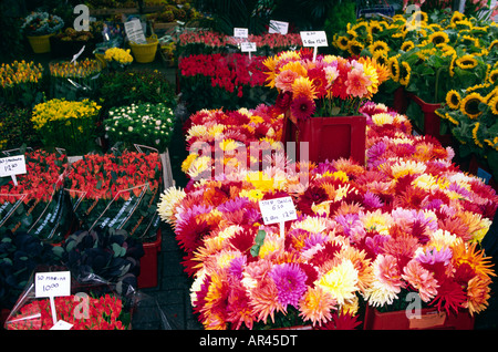 Bloemenmarkt floating flower market Amsterdam Holland Europe Stock Photo