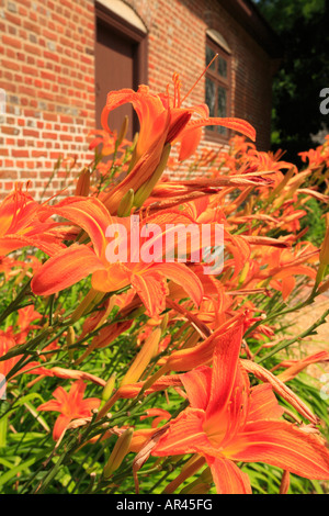 Lillies, Adam Thoroughgood House, Virginia Beach, Virginia, USA Stock Photo