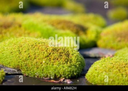 Moss covers rocks on the roof of a pub in Cumbria UK Stock Photo