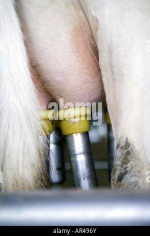 Cow being milked Stock Photo