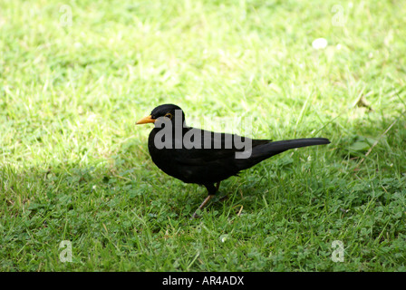 BLACKBIRD IN THE GARDEN ON THE LAWN WORM COLLECTING Stock Photo